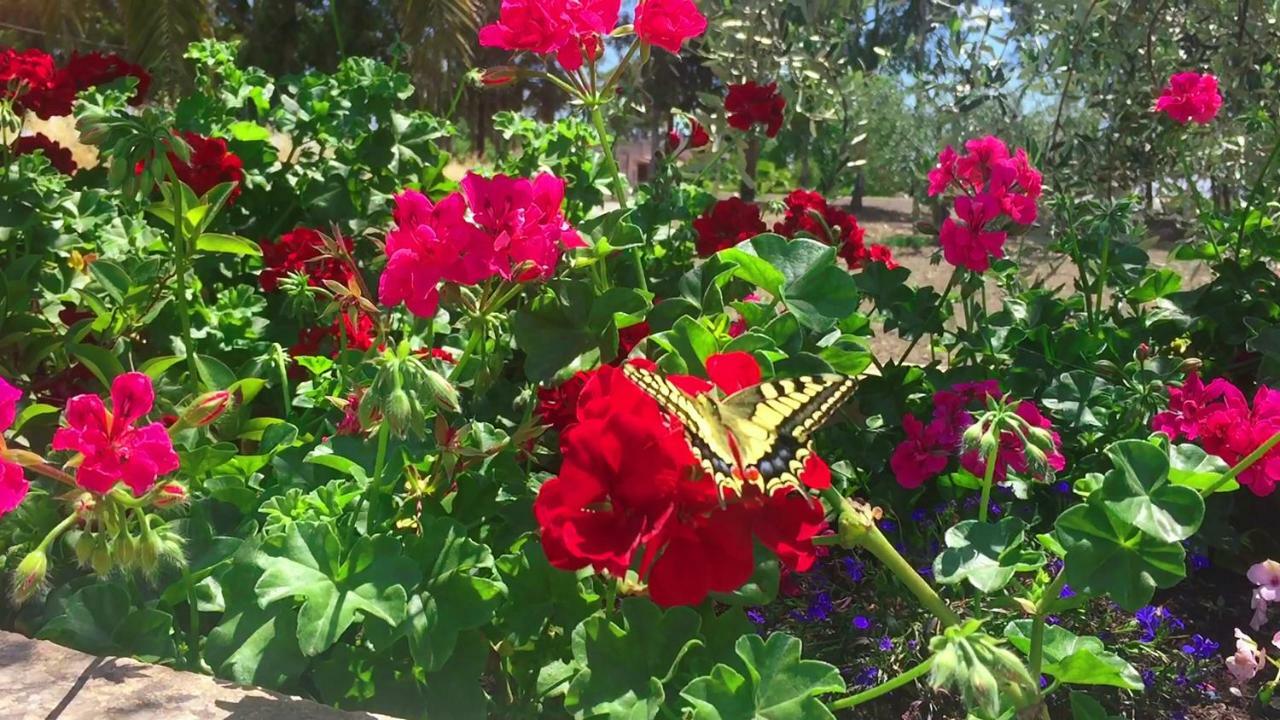 Cenzina Bed & Breakfast