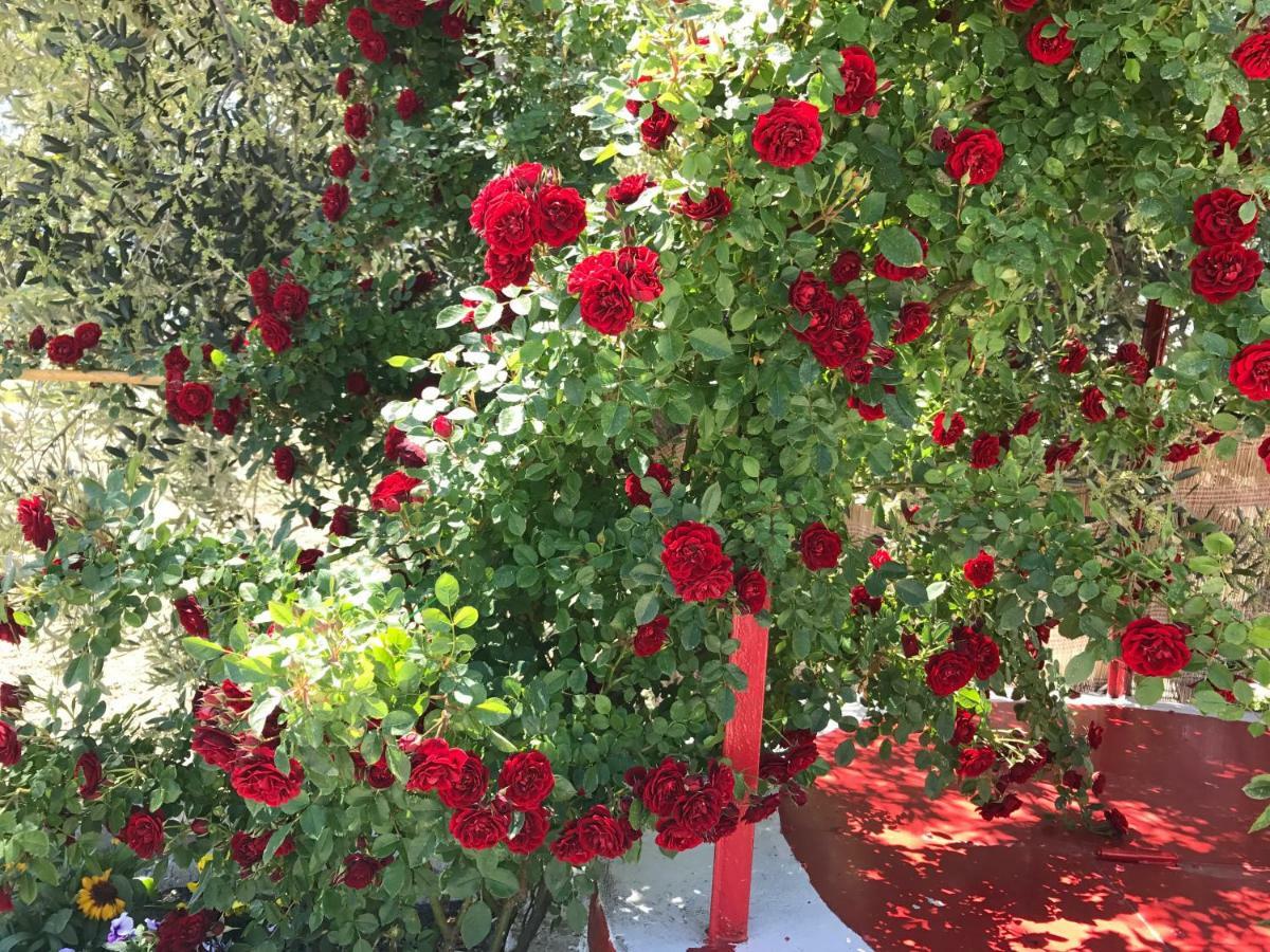 Bed & Breakfast Cenzina